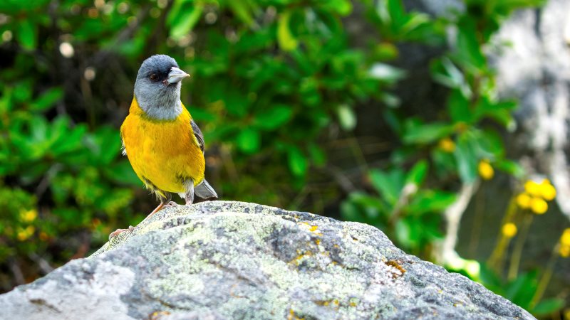 Birdwatchers Chalten Yellow finch perched on a rock in Patagonia’s native forest