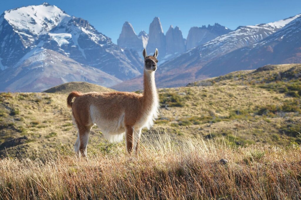 Torres del Paine Luxury Travel: Discover the Best of Chilean Patagonia 2 Torres del Paine luxury travel experience with llama in Chilean Patagonia